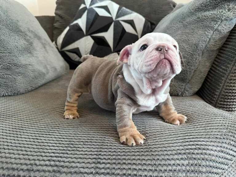 English Bulldog puppies for sale in Billesley, West Midlands – KC registered, 8 weeks old - Image 2 of 3