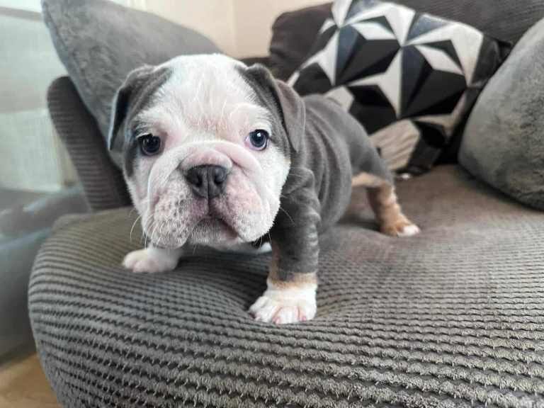 English Bulldog puppies for sale in Billesley, West Midlands – KC registered, 8 weeks old - Image 3 of 3