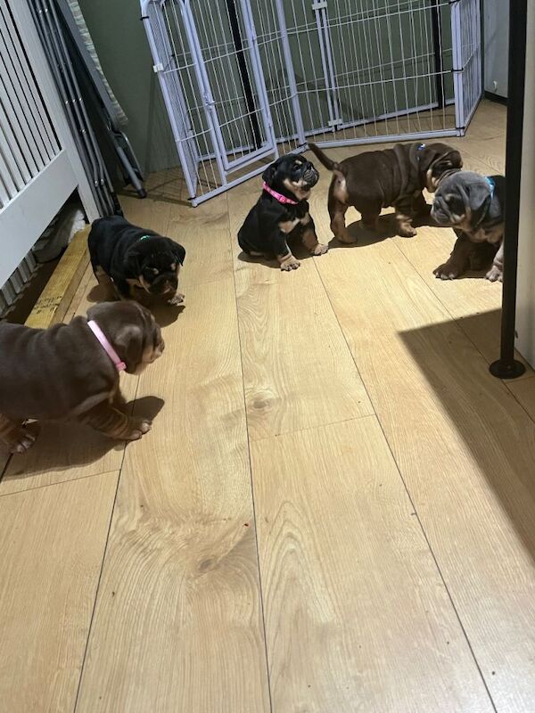 Bulldog puppies