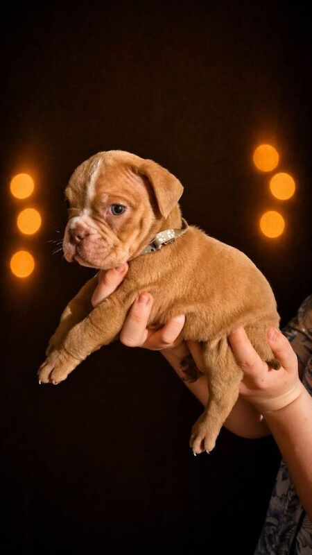 Bulldog Puppies For Sale