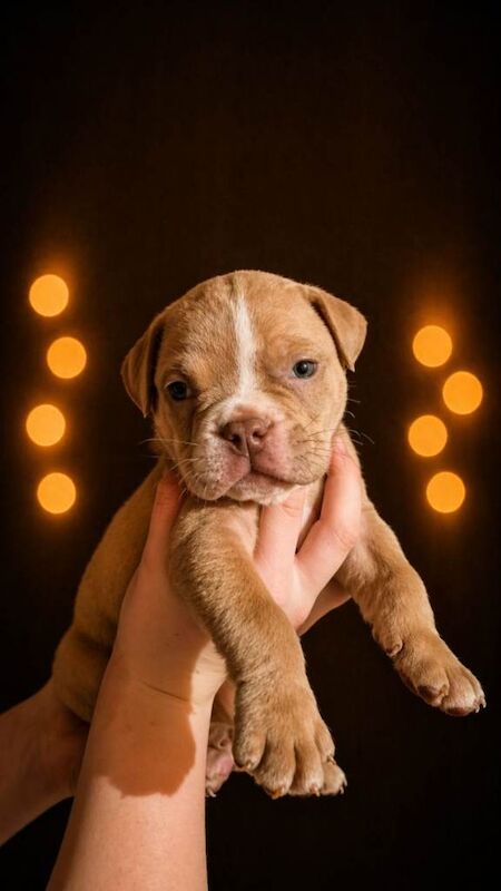 Bulldog puppys for sale ready to leave - Image 2 of 5