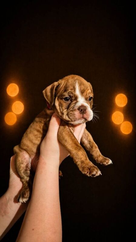 Bulldog puppys for sale ready to leave - Image 3 of 5