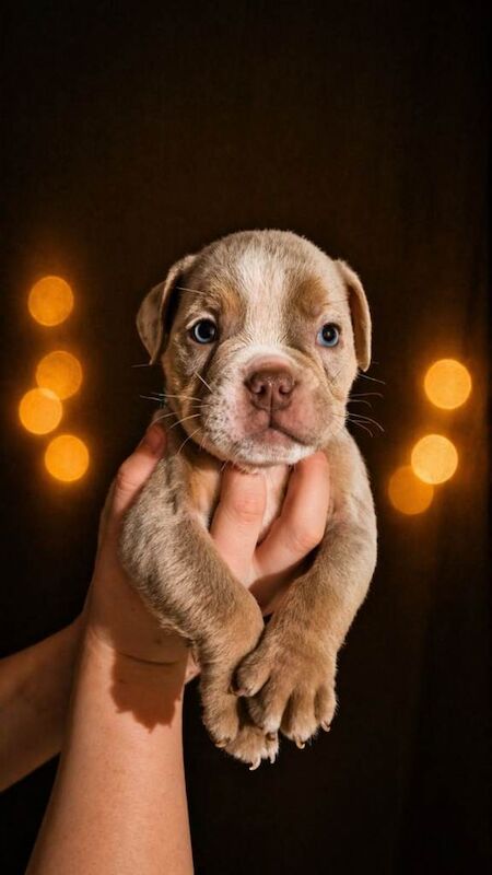 Bulldog puppys for sale ready to leave - Image 4 of 5