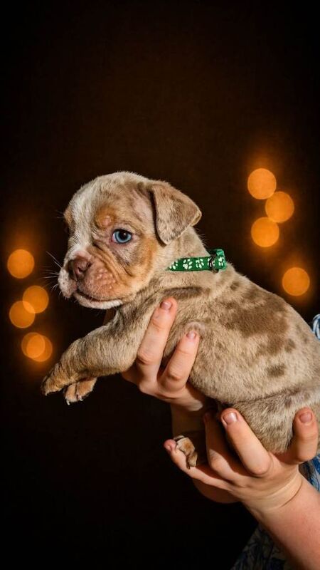 Bulldog puppys for sale ready to leave - Image 5 of 5