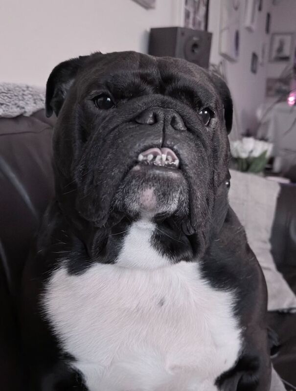 Bulldog to rehome