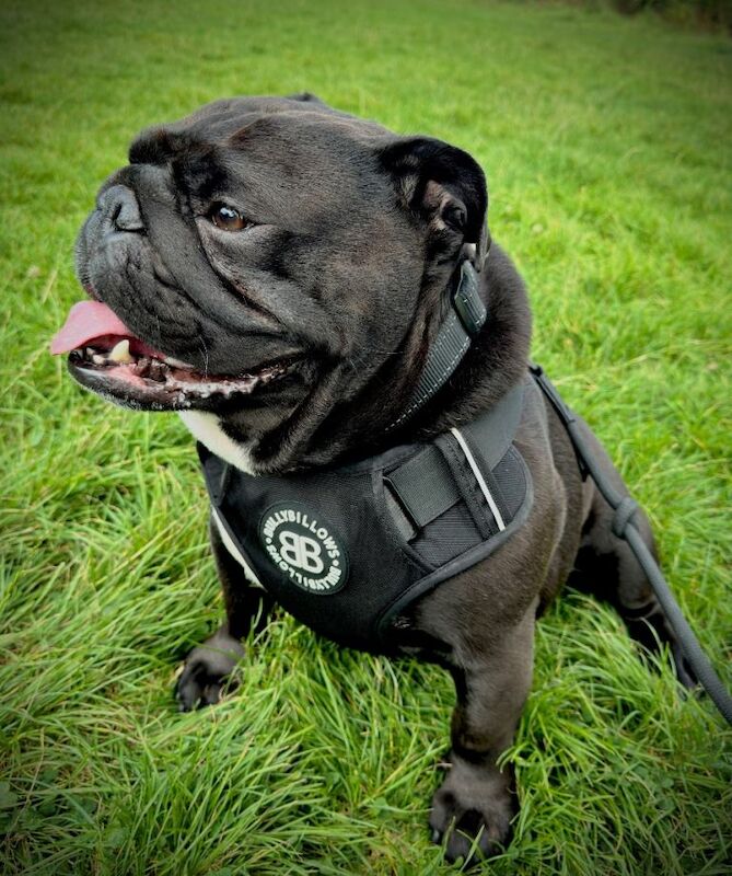 Bulldog to rehome - Image 2 of 5
