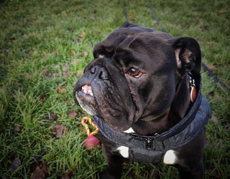 Bulldog to rehome - Image 3 of 5