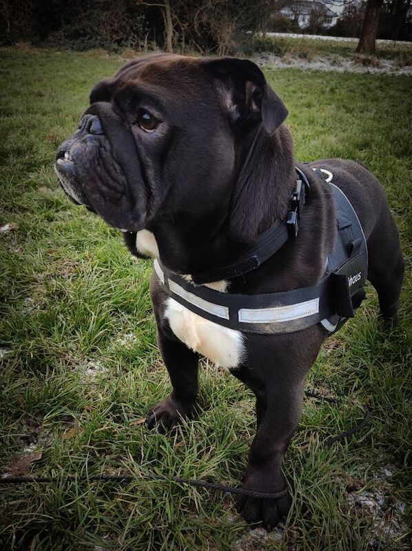 Bulldog to rehome - Image 4 of 5