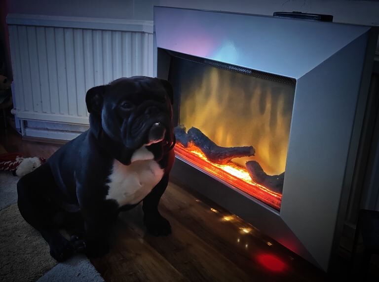 Bulldog to rehome - Image 5 of 5