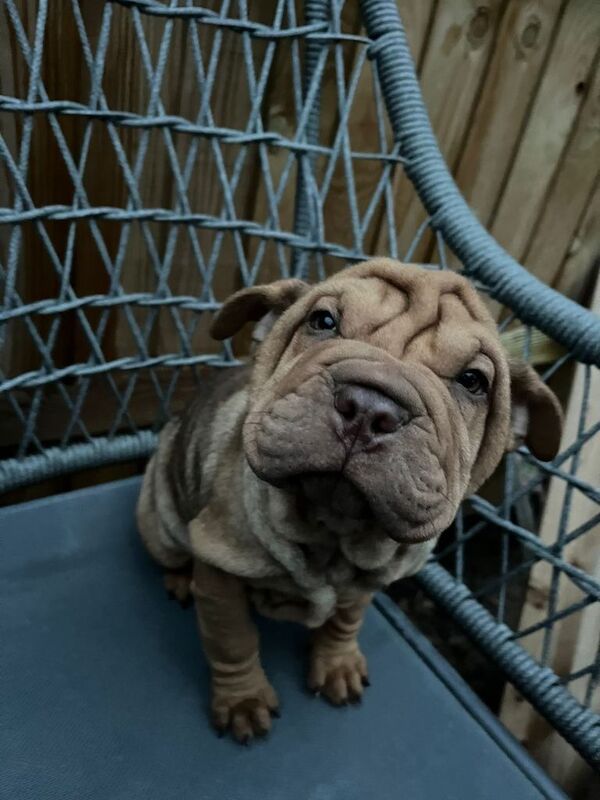 English Bulldog puppies for sale in Haslemere, Surrey – 11 weeks old