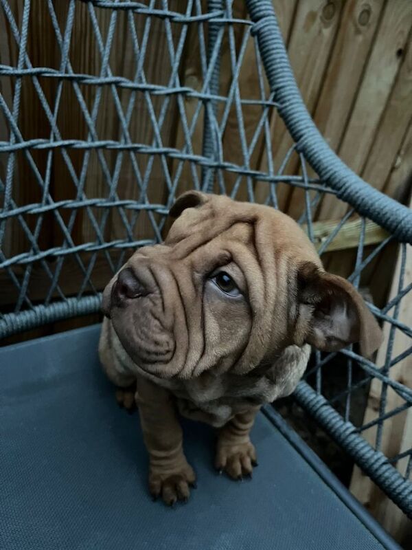English Bulldog puppies for sale in Haslemere, Surrey – 11 weeks old - Image 2 of 6