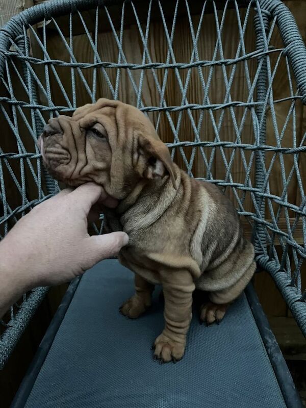 English Bulldog puppies for sale in Haslemere, Surrey – 11 weeks old - Image 3 of 6