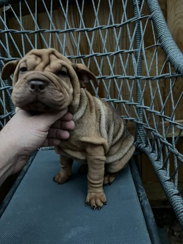 English Bulldog puppies for sale in Haslemere, Surrey – 11 weeks old - Image 4 of 6