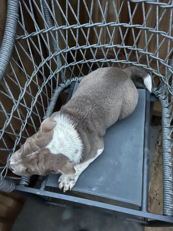 English Bulldog puppies for sale in Haslemere, Surrey – 11 weeks old - Image 5 of 6