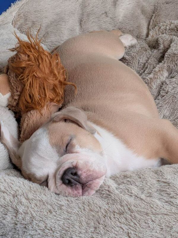 Bulldogg puppy for sale ready for forever home
