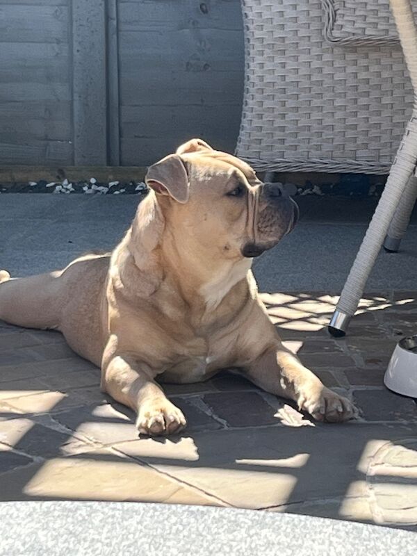 English Bulldog Puppies For Sale Under £1,000