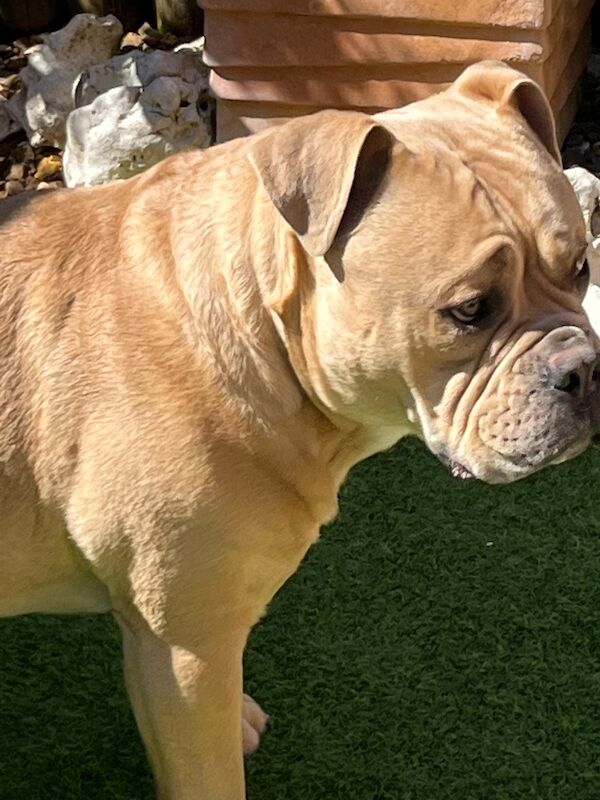 Buster - Image 2 of 7