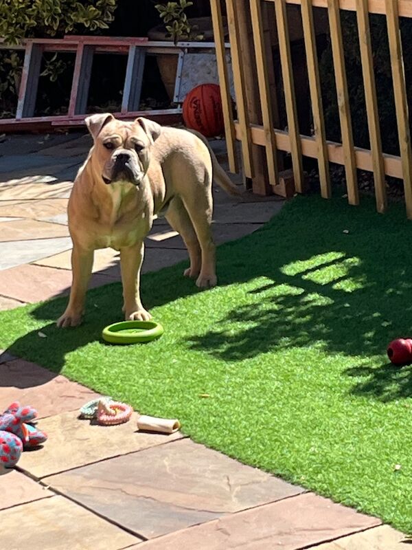 Buster - Image 4 of 7