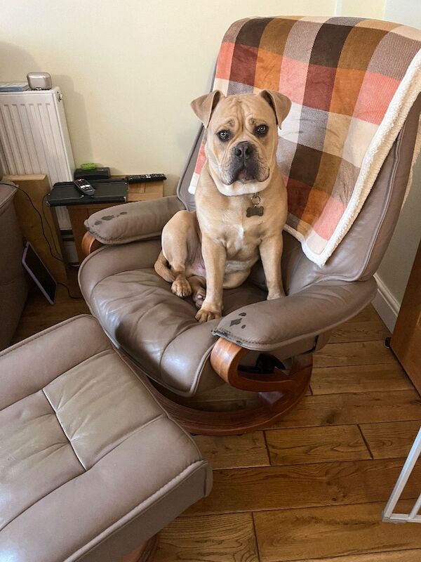 Buster - Image 5 of 7