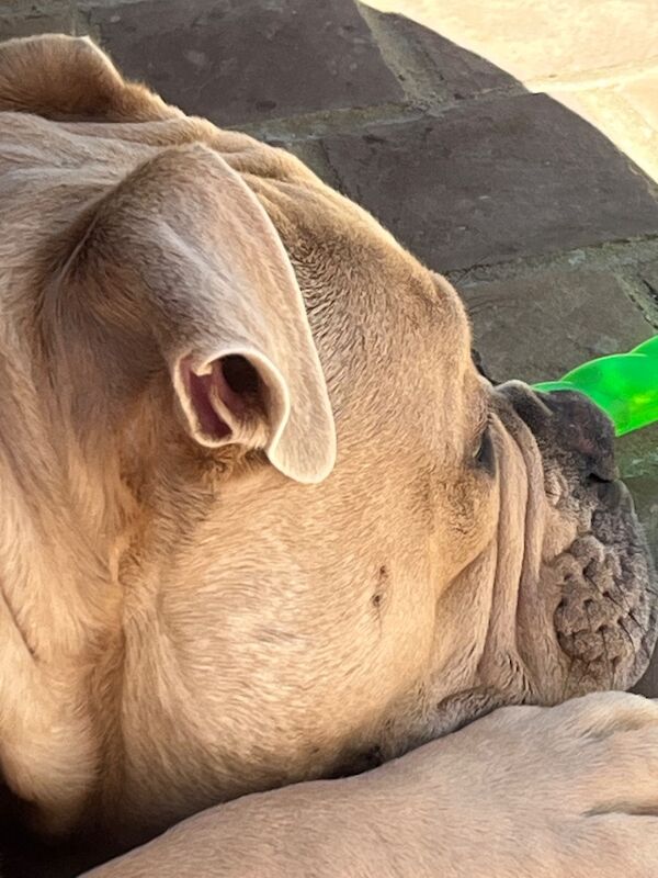 Buster - Image 6 of 7