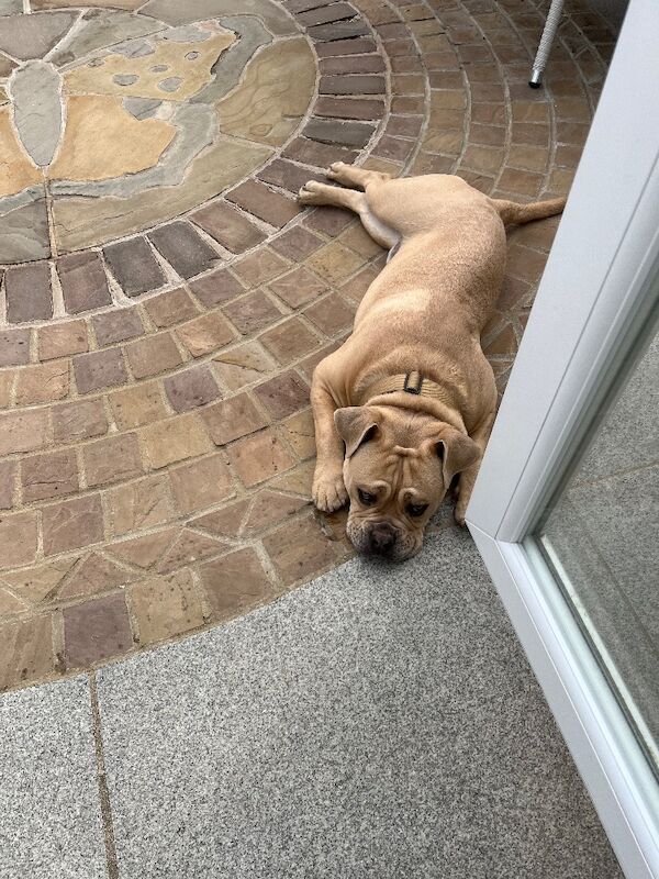 Buster - Image 7 of 7