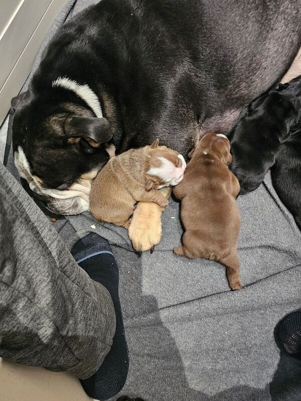 English Bulldog puppies for sale in Rotherham, South Yorkshire – KC registered, 1 week old