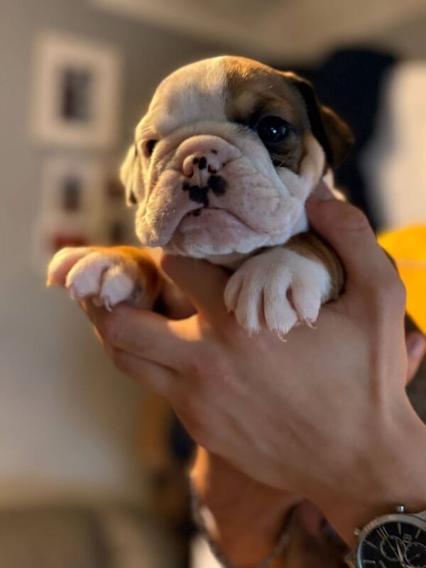 Champion bloodlines! Stunning litter of English bulldogs! for sale in Abertillery / Abertyleri, Gwent | Image 2
