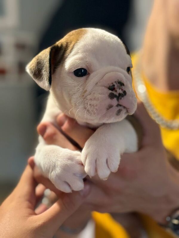Champion bloodlines! Stunning litter of English bulldogs! for sale in Abertillery / Abertyleri, Gwent | Image 3