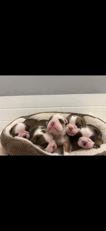 Champion Jackarhys unwritten puppies - Image 2 of 5
