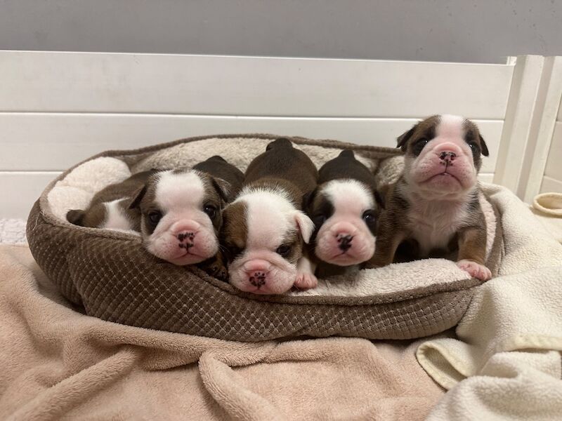 Champion Jackarhys unwritten puppies - Image 4 of 5