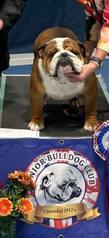 Champion Jackarhys unwritten puppies - Image 5 of 5
