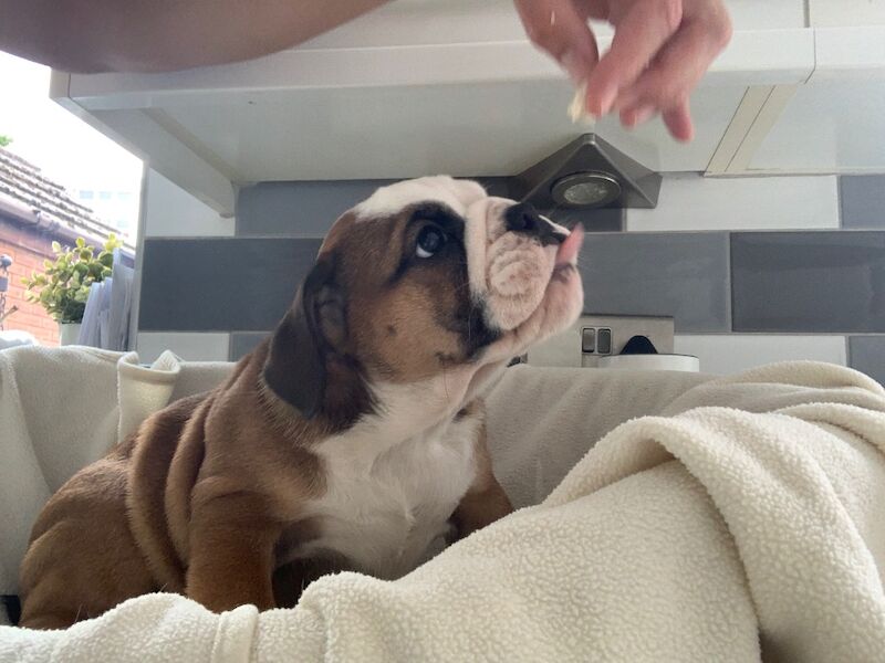 English Bulldog puppies for sale in Cardiff / Caerdydd, South Glamorgan – KC registered, 10 weeks old - Image 2 of 11
