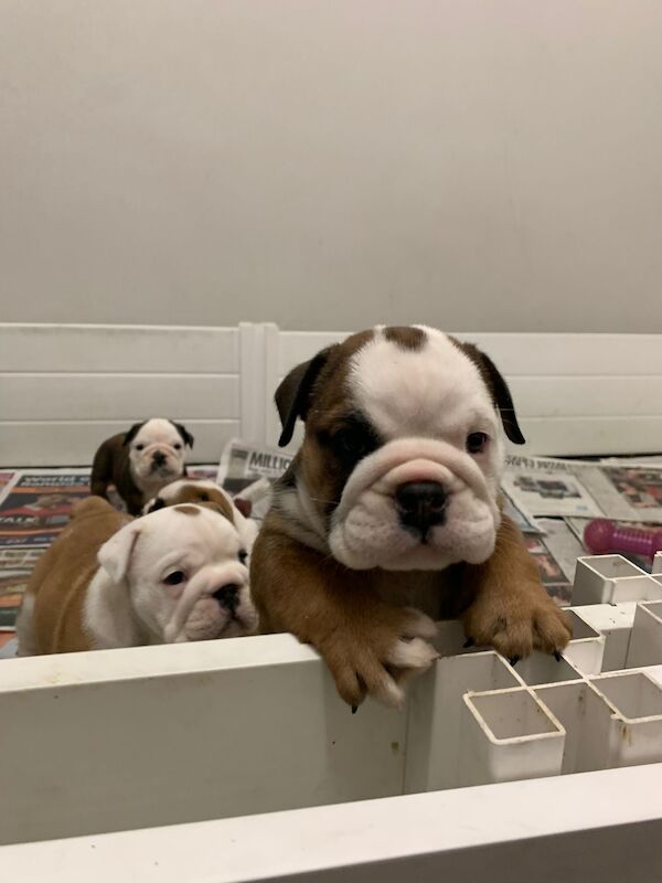 English Bulldog puppies for sale in Cardiff / Caerdydd, South Glamorgan – KC registered, 10 weeks old - Image 4 of 11