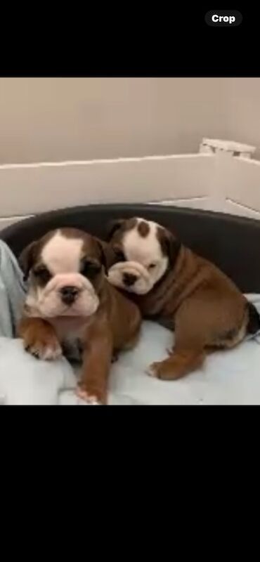 English Bulldog puppies for sale in Cardiff / Caerdydd, South Glamorgan – KC registered, 10 weeks old - Image 5 of 11