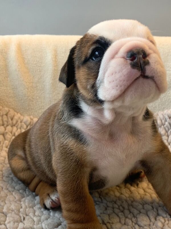 English Bulldog puppies for sale in Cardiff / Caerdydd, South Glamorgan – KC registered, 10 weeks old - Image 8 of 11