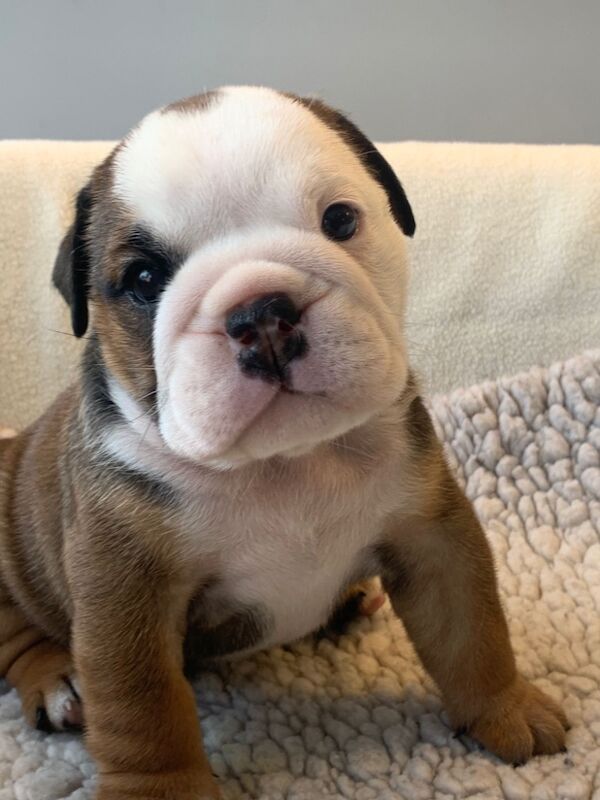 English Bulldog puppies for sale in Cardiff / Caerdydd, South Glamorgan – KC registered, 10 weeks old - Image 9 of 11
