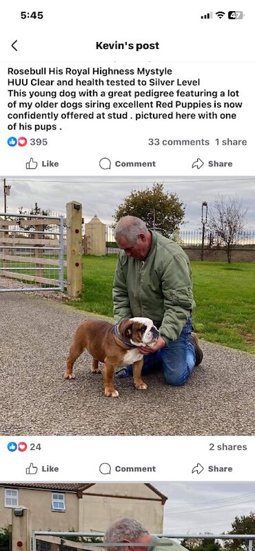 English Bulldog puppies for sale in Cardiff / Caerdydd, South Glamorgan – KC registered, 10 weeks old - Image 11 of 11