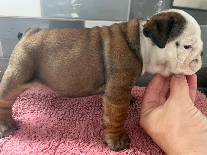 English Bulldog puppies for sale in Cardiff / Caerdydd, South Glamorgan – KC registered, 7 weeks old