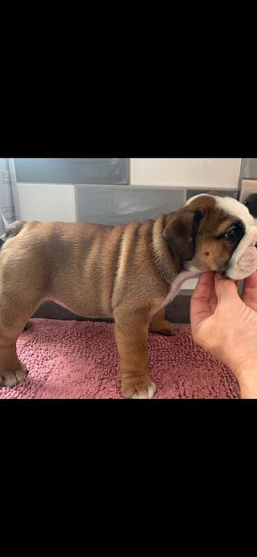 English Bulldog puppies for sale in Cardiff / Caerdydd, South Glamorgan – KC registered, 7 weeks old - Image 2 of 6