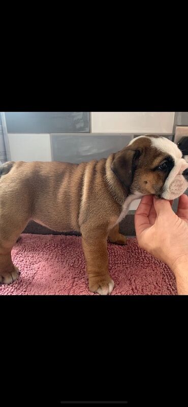 English Bulldog puppies for sale in Cardiff / Caerdydd, South Glamorgan – KC registered, 7 weeks old - Image 3 of 6