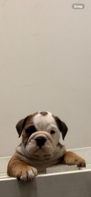 English Bulldog puppies for sale in Cardiff / Caerdydd, South Glamorgan – KC registered, 7 weeks old - Image 4 of 6