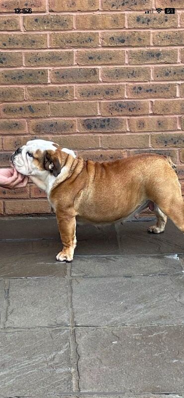 English Bulldog puppies for sale in Cardiff / Caerdydd, South Glamorgan – KC registered, 7 weeks old - Image 6 of 6