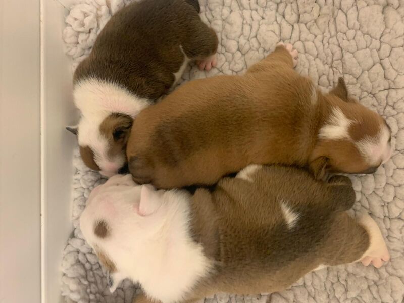 English Bulldog puppies for sale in Cardiff / Caerdydd, South Glamorgan – KC registered, 2 weeks old