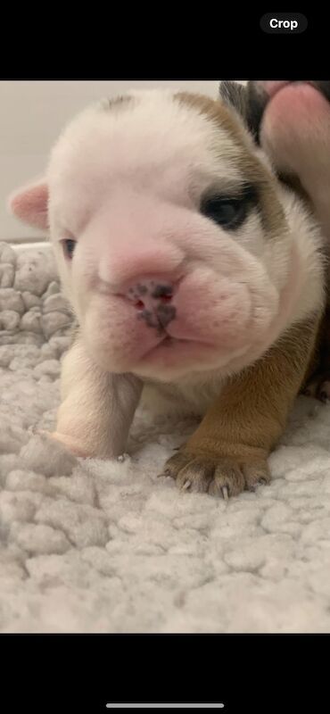 English Bulldog puppies for sale in Cardiff / Caerdydd, South Glamorgan – KC registered, 2 weeks old - Image 2 of 5