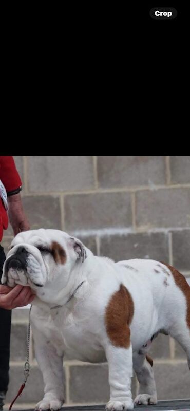 English Bulldog puppies for sale in Cardiff / Caerdydd, South Glamorgan – KC registered, 2 weeks old - Image 3 of 5