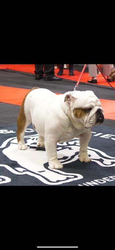 English Bulldog puppies for sale in Cardiff / Caerdydd, South Glamorgan – KC registered, 2 weeks old - Image 4 of 5
