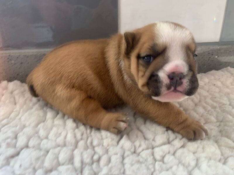 English Bulldog puppies for sale in Cardiff / Caerdydd, South Glamorgan – KC registered, 2 weeks old - Image 5 of 5