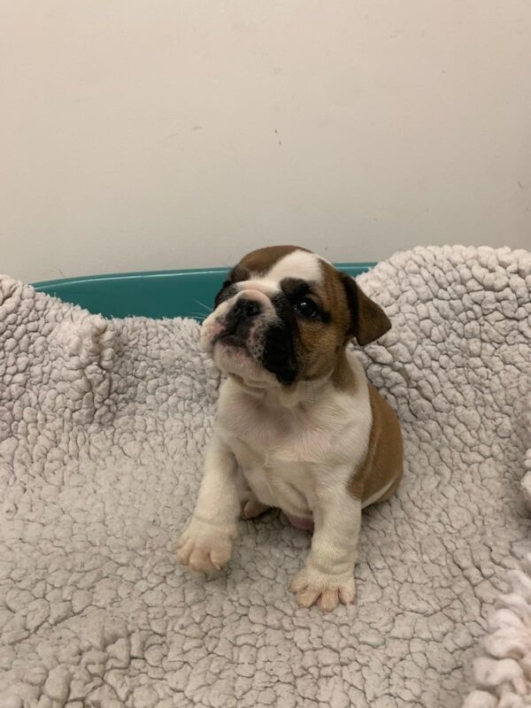 English Bulldog puppies for sale in Cardiff / Caerdydd, South Glamorgan – KC registered, 9 weeks old