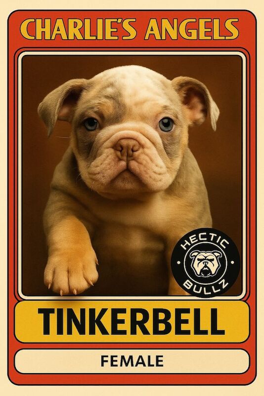 English Bulldog puppies for sale in Watford, Hertfordshire – 5 months old