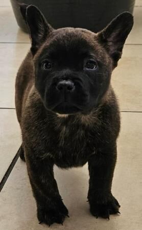 Chow chow x french bulldog for sale in Wolverhampton, West Midlands